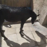 کره اسب سیاه