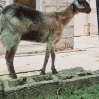 بز و کهره جوان