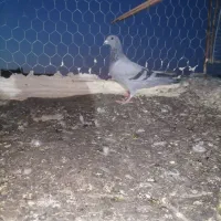 کفتر.|پرنده|تربت‌حیدریه, یحیی آباد|دیوار