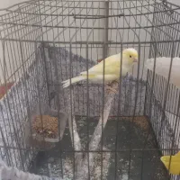 قناری ماده و جوجه