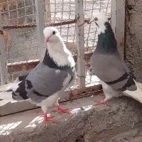 کبوتر تک پر|پرنده|بندر ترکمن, |دیوار