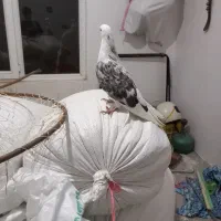 ۶ عدد کبوتر به شرت