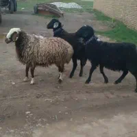 فروش 3 راس‌ بره ماده درجه یک اوست.میش.بره.گوسفند