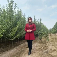 گیلاس تک‌دانه مشهد، فرصت محدود، سود نامحدود