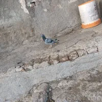 دوبر ماده|پرنده|اردبیل, |دیوار