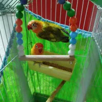 طوطی برزیلی|پرنده|تهران, شهمیرزادی|دیوار