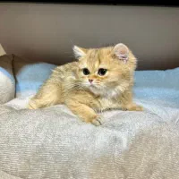 گربه اسکاتیش و بریتیش فنجانی