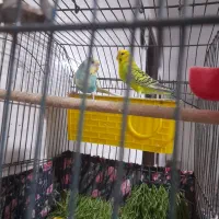 مرغ عشق|پرنده|رامشیر, |دیوار