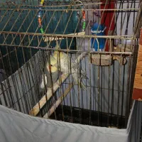 عروس هلندی جفت مولد|پرنده|تهران, هفده شهریور|دیوار