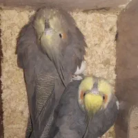 یک جفت عروس هلندی نر و ماده