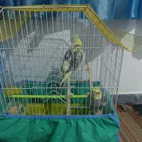 عروس هلندی|پرنده|مریوان, |دیوار