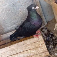 کبوتر زاغ 4عدد