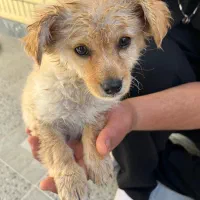 پیداشده توله سگ اشپیتز۲ماه ونیم