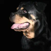 فروش سگ های مجموعه قیمت مناسب