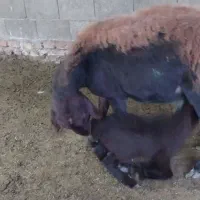 قرمز لخت کردستانی 1ماه نرخورده