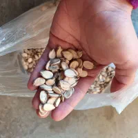 تخمه آفتابگردان و هندوانه و سیاه