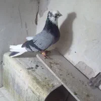 کبوترشازده نروماده خاص