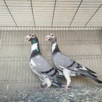 کاریر تعداد|پرنده|اصفهان, ارغوانیه|دیوار