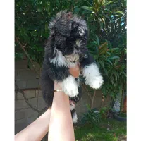 سگ ماده شیتزو مشکی