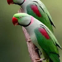 بار جدید 1000جوجه ملنگو سخن گو اهلی و تازه دان خور