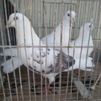 سه عدد کبوتر ناب گردن کلفت جنس قدیم با ضمانت|پرنده|کوراییم, |دیوار