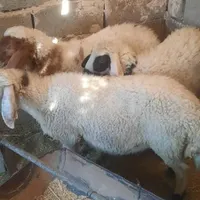 بره نر .میش بره ماده  بز پاکستانی راور|حیوانات مزرعه|کرمان, |دیوار