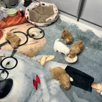 سگ دوماهه شیترو پامر