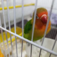 طوطی برزیلی لیلیان|پرنده|بروجرد, |دیوار