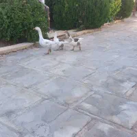 فروش سه عدد غازمحلی نرو ماده|پرنده|طسوج, |دیوار