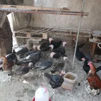 بوقلمون و اردک فروشی|حیوانات مزرعه|زابل, |دیوار