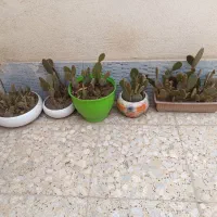 کاکتوس/معاوضه