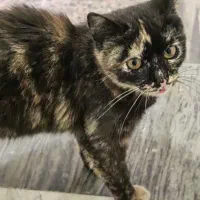 واگذاری رایگان گربه ماده