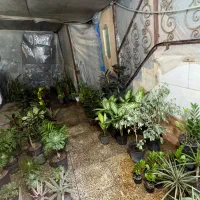 خانه گل و گیاه حضوری و آنلاین