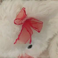 گربه سفید در حد نو فقط ۲۵۰هزار تومن|اسباب‌‌بازی|قزوین, |دیوار