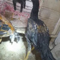 3عدد خروس اوشامو