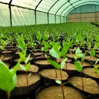 نهال پسته گلخانه ای