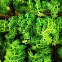 گیاه طبیعی|گل و گیاه طبیعی|شیراز, وصال|دیوار