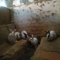خرگوش‌جوجه‌وبزرگ‌لوپ|موش و خرگوش|زاهدان, |دیوار