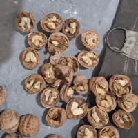 گردو|خوردنی و آشامیدنی|مشهد, شهید علی محمدی|دیوار