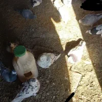 چند کبوترماده ونر وجفت|پرنده|بوئین و میاندشت, |دیوار