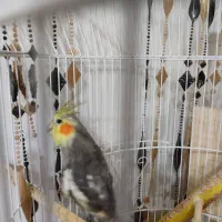 عروس هلندی و مرغ عشق