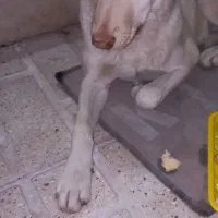 این سگ گمشده شما نیست