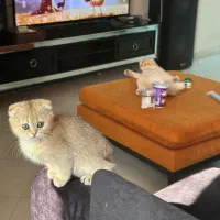 سه عدد اسکاتیش گُلد چلوندنی