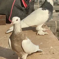 کبوتر طوقی اصیل