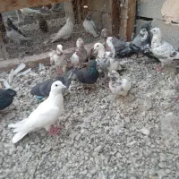 کفتر|پرنده|بندرعباس, |دیوار