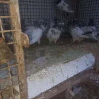 فروش کبوتر|پرنده|خورموج, |دیوار