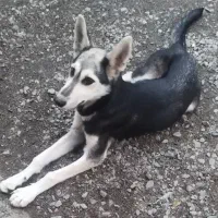 سگ گرگی  ۶ماهه