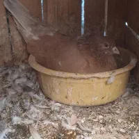 کفتر یا کبوتر پرشی