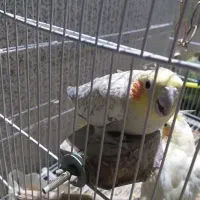 عروس هلندی|پرنده|سبزوار, ابوریحان|دیوار