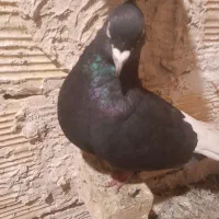 دم سفید نر ماده به ضمانت تخم وجوجه